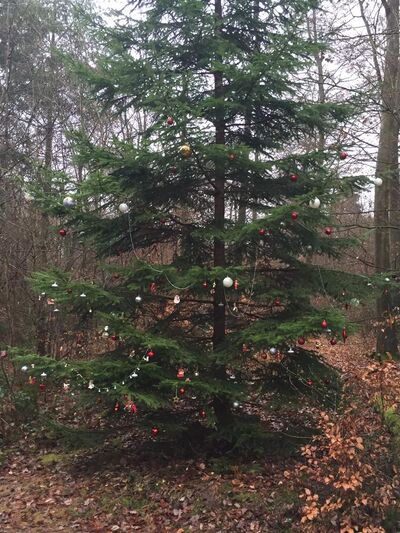 ... Weihnachten kann kommen ...